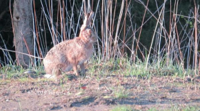 Hasenwinkel 6 in Gelbensande